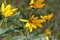 Goldenrod soldier beetle and sunflower 3519