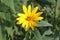 Goldenrod soldier beetle and sunflower 3541