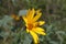 Goldenrod soldier beetle and sunflower 3562