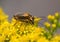 Goldenrod Soldier Beetles