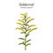 Goldenrod Solidago gigantea , medicinal plant