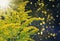 Goldenrod, solidago, golden rod, gold diamonds