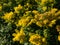Goldenrod Solidago hybrid cultivar `Golden Mosa` - lovely perennial that bears abundant, fluffy conical panicles of brilliant