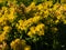 Goldenrod Solidago hybrid cultivar `Golden Mosa` - lovely perennial that bears abundant, fluffy conical panicles of brilliant