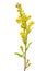 Goldenrod (Solidago virgaurea) flower