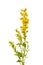 Goldenrod (Solidago virgaurea) flower