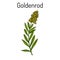 Goldenrod Solidago virgaurea , or Woundwort, medicinal plant