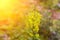 Goldenrod or Solidago yellow flowering plants in rural wisconsin with wasps pollenating late in the year as summer gives way to th