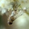 Goldenrod spider Misumena vatia and fly 1