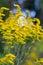 Goldenrod Stalks with Abstract Bokeh Background