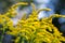 Goldenrod Stalks with Blue and Green Bokeh Background