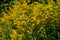 Goldenrod wildflower. Solidago gigantea. Beautiful yellow flowers in summer