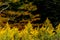 Goldenrod Wildflowers - Autumn / Fall Splendor - West Virginia