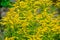 Goldenrod yellow flowers