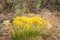 Goldenweed Haplopappus armerioides Vivid Yellow Wildflowers In Colorado