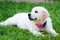 Golder retriever puppy girl resting on grass