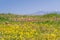 Goldfield and owl\'s clover wildflowers blooming on serpentine soil in south San Francisco bay, mount Hamilton in the background,