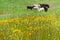 Goldfield wildflowers blooming on a meadow; blurred cattle grazing in the background; San Jose, south San Francisco bay,