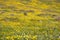 Goldfield wildflowers blooming on serpentine soil in south San Francisco bay, San Jose, California