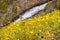 Goldfield wildflowers on the hills of North Table Mountain, fast running creek in the background, Oroville, California