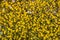 Goldfields blooming on a meadow, a few gilia wildflowers among them, California; view from above