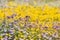 Goldfields and Gilia wildflowers blooming on a meadow, California