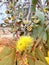 Goldfields Yellow Flowering Gum, salmon gums Western Australia