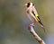 Goldfinch