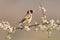 Goldfinch