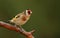 A goldfinch bird.