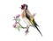 Goldfinch bird with apple tree flowers watercolor illustration. Hand drawn close up spring nature image. Goldfinch with lush bloss