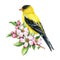 Goldfinch bird on a blooming tree branch. Watercolor illustration. Goldfinch with spring apple flowers decoration. Hand