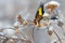 Goldfinch bird fly away from branch of burdock