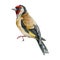 Goldfinch bird illustration. Hand drawn watercolor realistic garden bird image. Tiny forest songbird. Single European