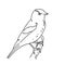 Goldfinch bird illustration vector.Line art bird