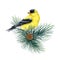 Goldfinch bird on a pine branch. Watercolor illustration. Spinus tristis realistic detailed image. Hand drawn yellow