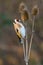 Goldfinch bird sitting on dry thistle