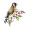 Goldfinch bird with spring apple flowers. Watercolor illustration. Hand drawn realistic garden bird springtime image