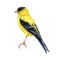 Goldfinch bird watercolor illustration. Spinus tristis realistic detailed single image. Hand drawn North American native