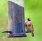 Goldfinch on Birdfeeder