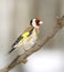 Goldfinch at the branch