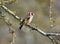 Goldfinch on branch at nature reserve