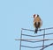 goldfinch british birds animals wildlife aerial rooftop single alone songbird carduelis carduelis