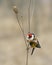 Goldfinch ( Carduelis )