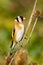 Goldfinch (Carduelis carduelis)