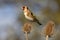 Goldfinch Carduelis Carduelis