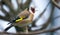 Goldfinch Carduelis carduelis feeding on teasel . Colourful male bird in the finch family