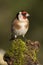 Goldfinch - Carduelis carduelis, looking for food, plumage and colors