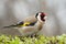 Goldfinch - Carduelis carduelis, looking for food, plumage and colors