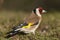 Goldfinch - Carduelis carduelis, looking for food, plumage and colors